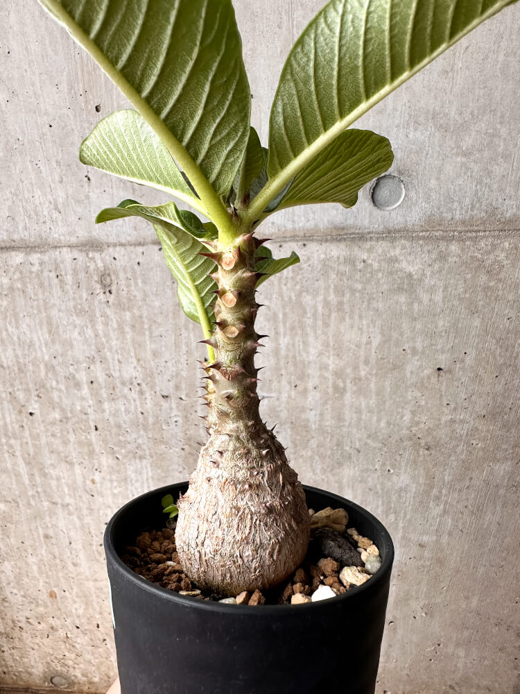 【現品限り】パキポディウム・ウィンゾリー 大株 実生【F67】 Pachypodium windsorii