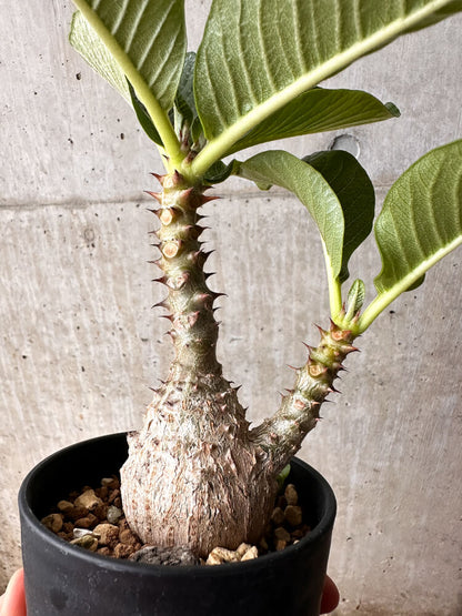 【現品限り】パキポディウム・ウィンゾリー 大株 実生【F67】 Pachypodium windsorii