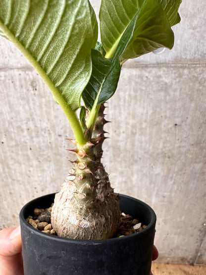 【現品限り】パキポディウム・ウィンゾリー 大株 実生【F67】 Pachypodium windsorii
