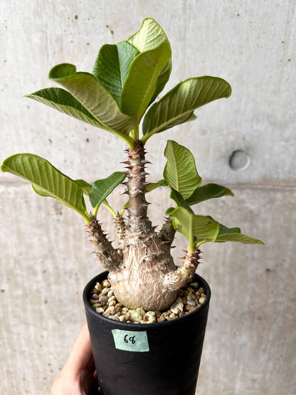 【現品限り】パキポディウム・ウィンゾリー 大株 実生【F68】 Pachypodium windsorii