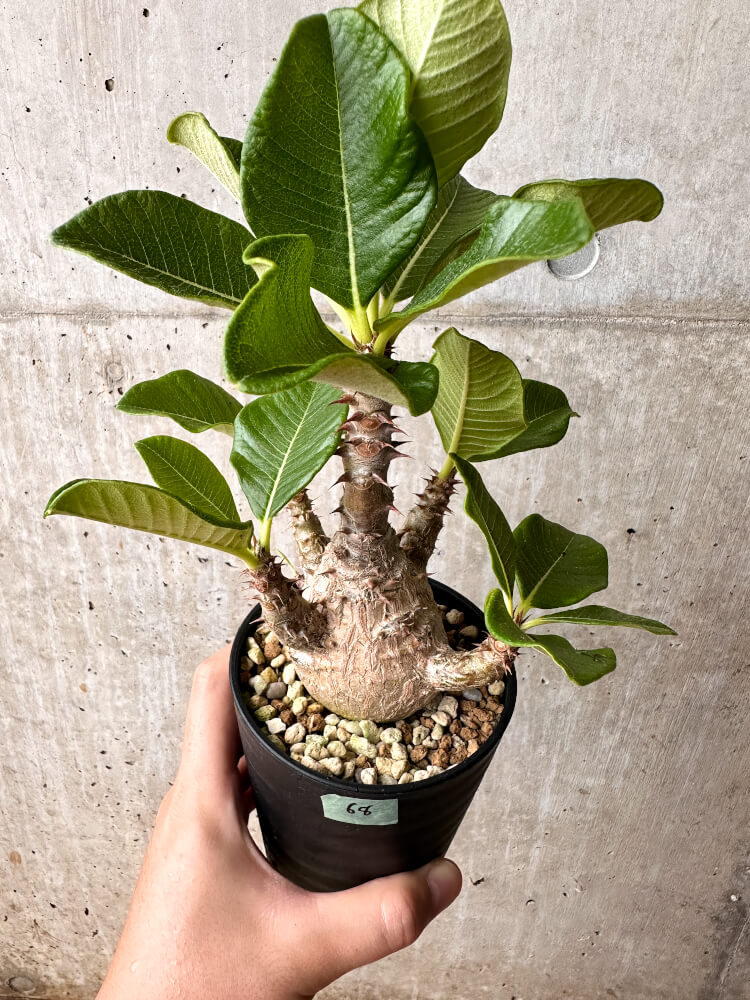 【現品限り】パキポディウム・ウィンゾリー 大株 実生【F68】 Pachypodium windsorii