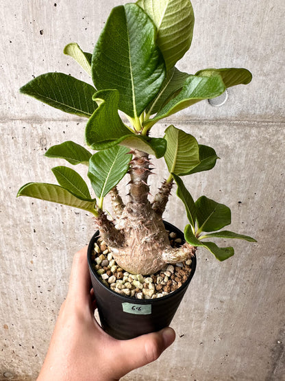 【現品限り】パキポディウム・ウィンゾリー 大株 実生【F68】 Pachypodium windsorii