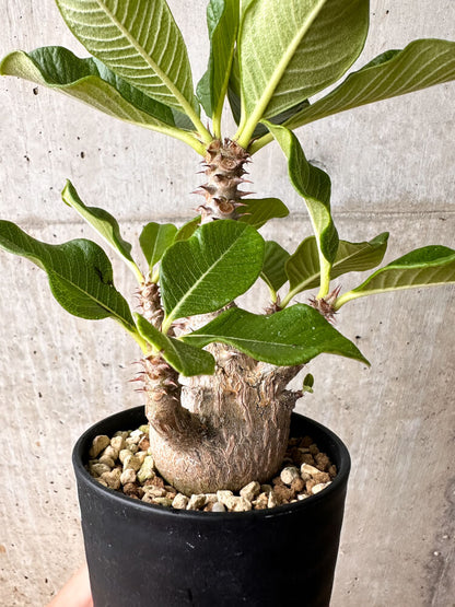 【現品限り】パキポディウム・ウィンゾリー 大株 実生【F68】 Pachypodium windsorii