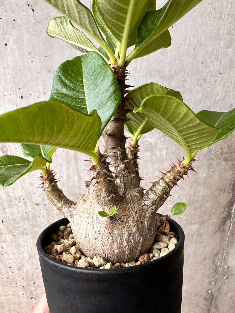 【現品限り】パキポディウム・ウィンゾリー 大株 実生【F68】 Pachypodium windsorii