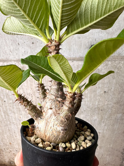 【現品限り】パキポディウム・ウィンゾリー 大株 実生【F68】 Pachypodium windsorii
