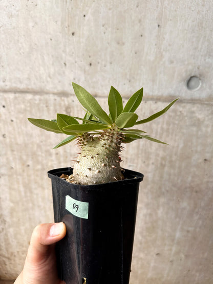 【現品限り】パキポディウム・マカイエンセ × ブレビカウレ コレクション【F69】 Pachypodium makayense×brevicaule