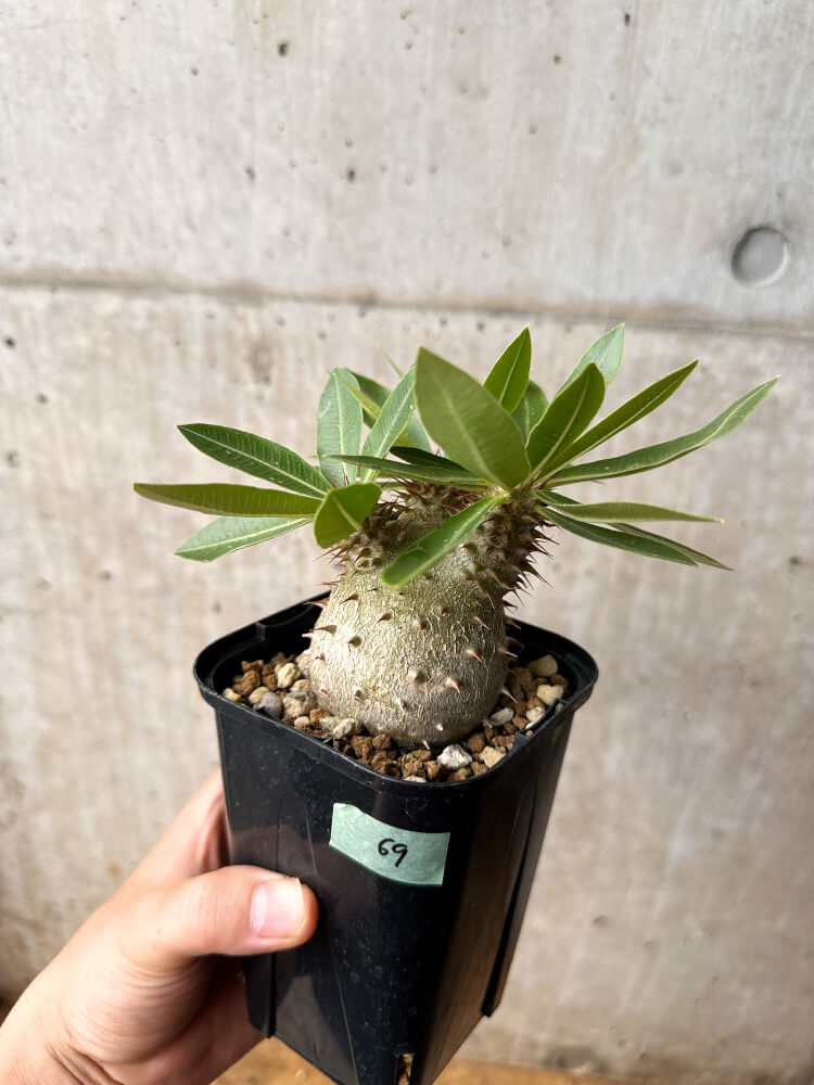 【現品限り】パキポディウム・マカイエンセ × ブレビカウレ コレクション【F69】 Pachypodium makayense×brevicaule
