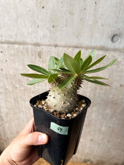 【現品限り】パキポディウム・マカイエンセ × ブレビカウレ コレクション【F69】 Pachypodium makayense×brevicaule