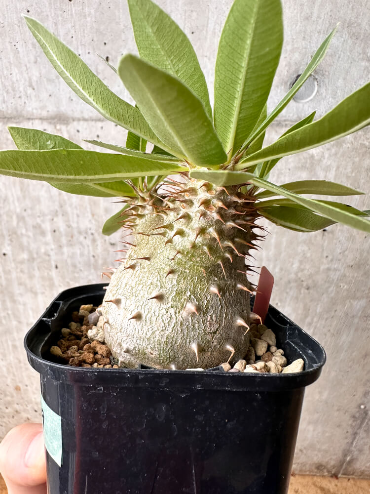 【現品限り】パキポディウム・マカイエンセ × ブレビカウレ コレクション【F69】 Pachypodium makayense×brevicaule