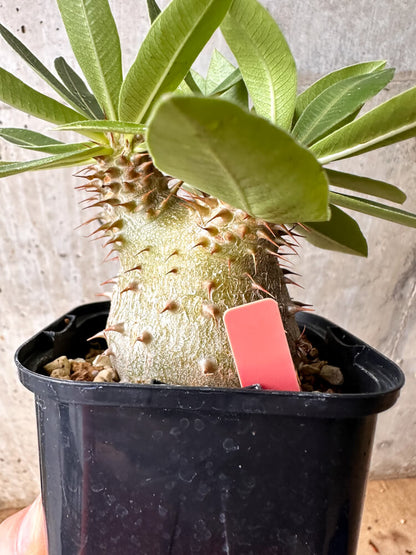 【現品限り】パキポディウム・マカイエンセ × ブレビカウレ コレクション【F69】 Pachypodium makayense×brevicaule