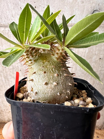 【現品限り】パキポディウム・マカイエンセ × ブレビカウレ コレクション【F69】 Pachypodium makayense×brevicaule