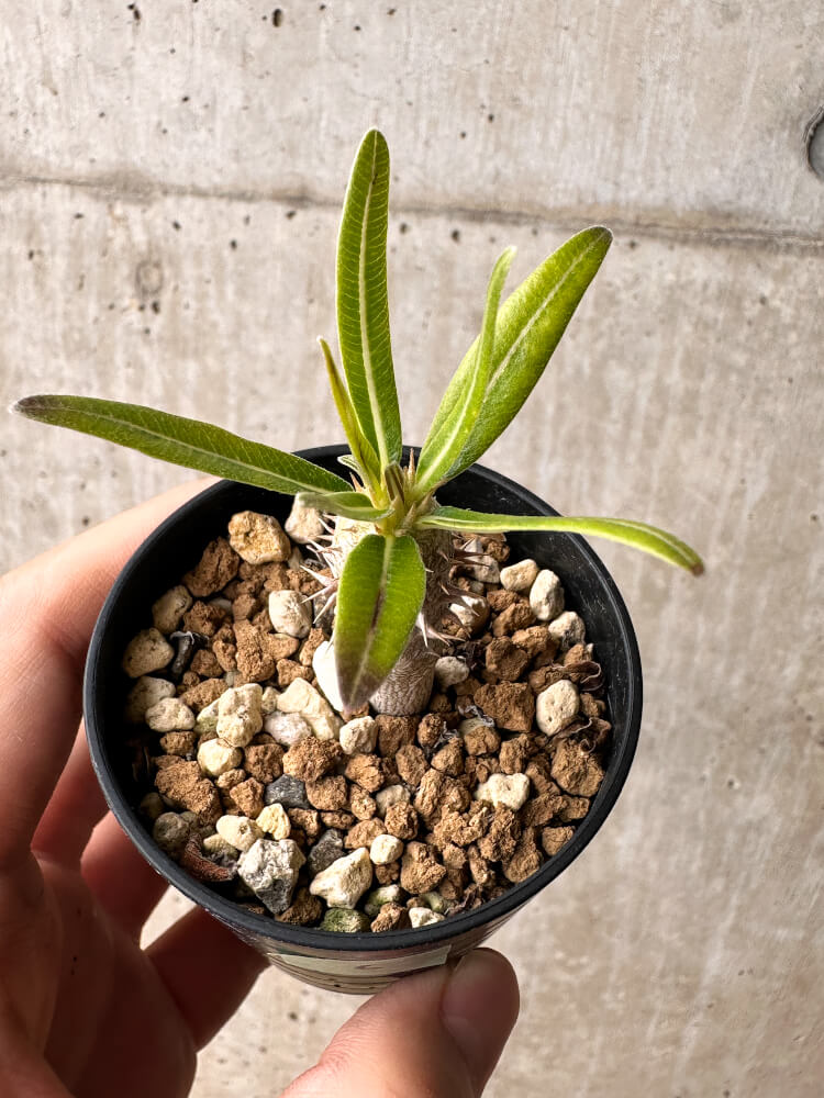 【現品限り】パキポディウム・イノピナーツム【F6】 Pachypodium inopinatum