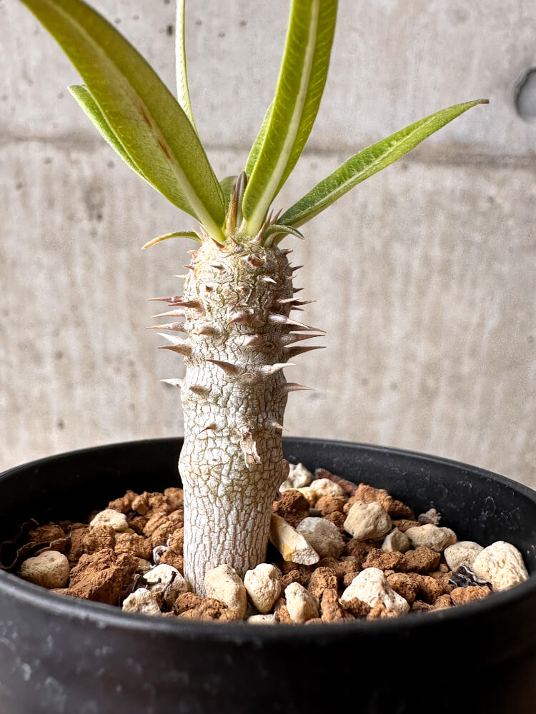 【現品限り】パキポディウム・イノピナーツム【F6】 Pachypodium inopinatum