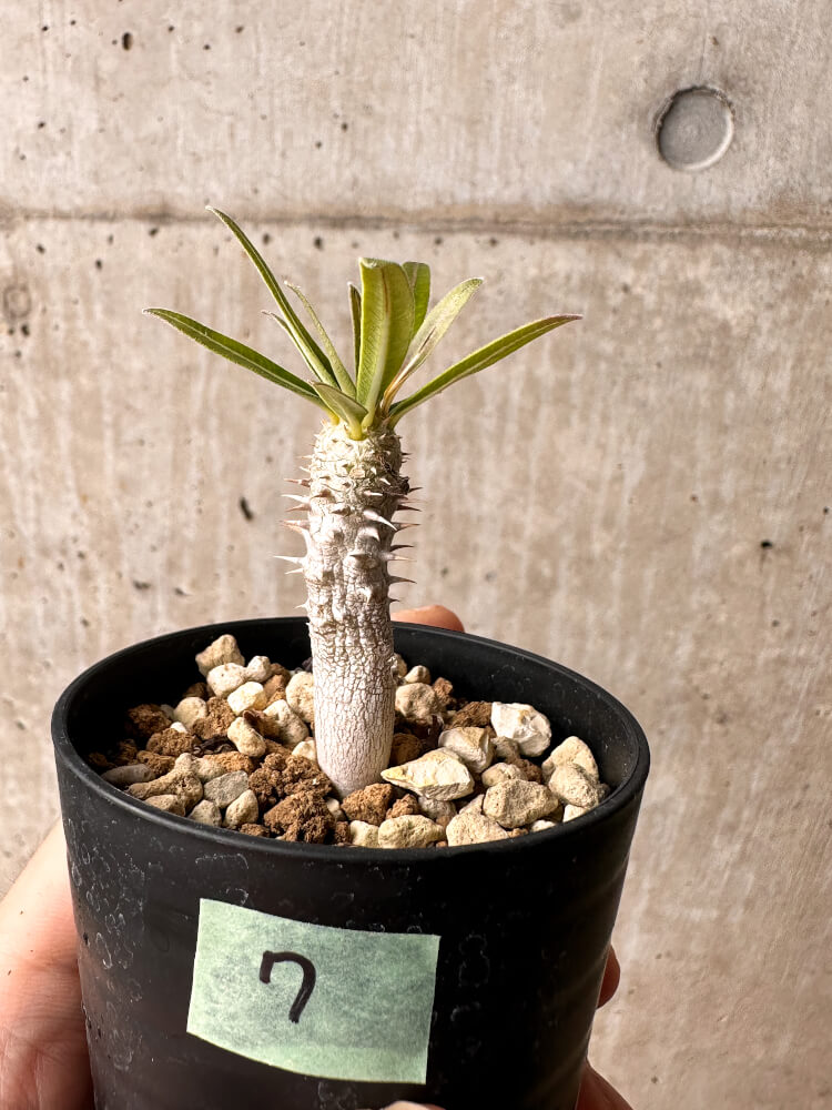 【現品限り】パキポディウム・イノピナーツム【F7】 Pachypodium inopinatum
