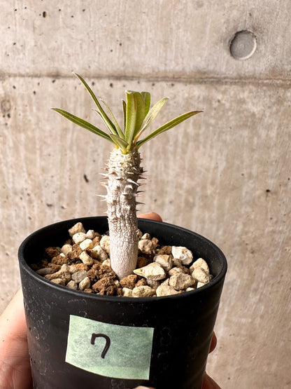 【現品限り】パキポディウム・イノピナーツム【F7】 Pachypodium inopinatum