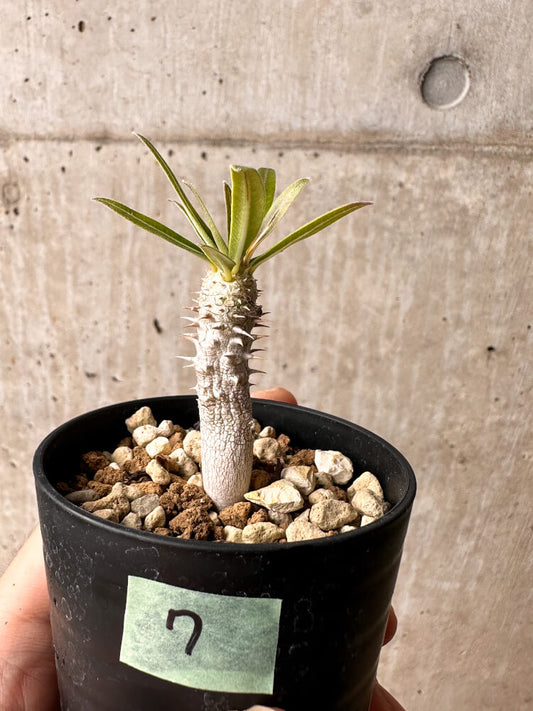 【現品限り】パキポディウム・イノピナーツム【F7】 Pachypodium inopinatum