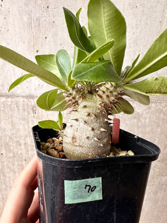【現品限り】パキポディウム・マカイエンセ × ブレビカウレ【F70】 Pachypodium makayense×brevicaule