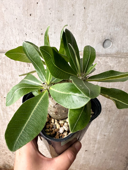【現品限り】パキポディウム・マカイエンセ × ブレビカウレ【F70】 Pachypodium makayense×brevicaule
