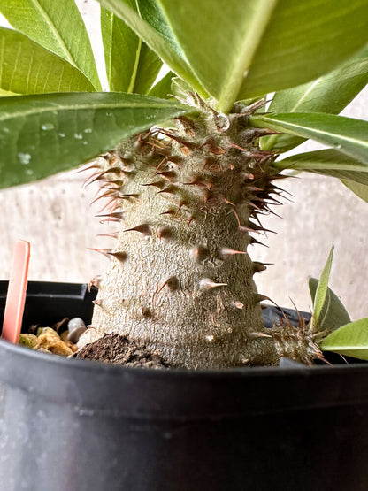 【現品限り】パキポディウム・マカイエンセ × ブレビカウレ【F70】 Pachypodium makayense×brevicaule