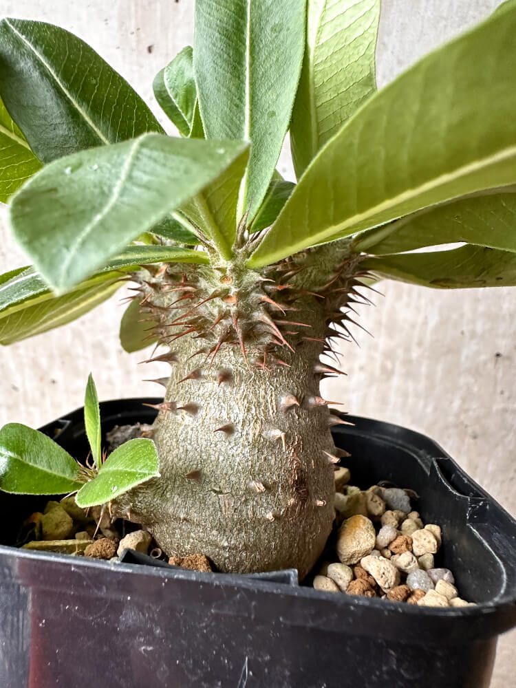 【現品限り】パキポディウム・マカイエンセ × ブレビカウレ【F70】 Pachypodium makayense×brevicaule