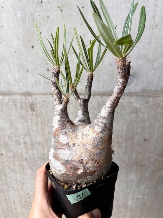 【現品限り】パキポディウム・グラキリス 現地株 発根済み 2年ほど管理【F71】 Pachypodium gracilius