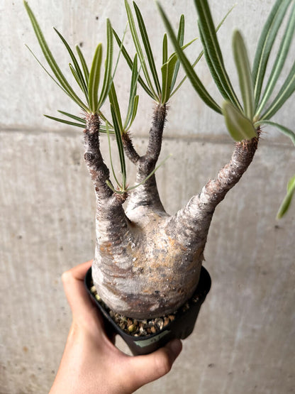 【現品限り】パキポディウム・グラキリス 現地株 発根済み 2年ほど管理【F71】 Pachypodium gracilius