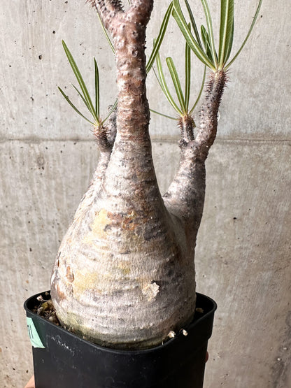 【現品限り】パキポディウム・グラキリス 現地株 発根済み 2年ほど管理【F71】 Pachypodium gracilius
