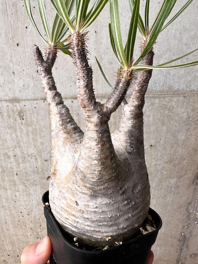 【現品限り】パキポディウム・グラキリス 現地株 発根済み 2年ほど管理【F71】 Pachypodium gracilius