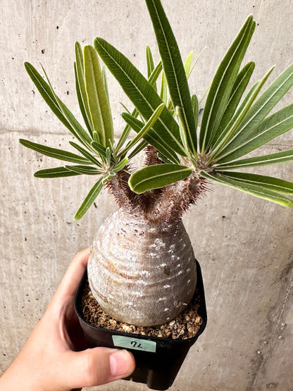 【現品限り】パキポディウム・グラキリス 現地株 発根済み 2年ほど管理【F72】 Pachypodium gracilius