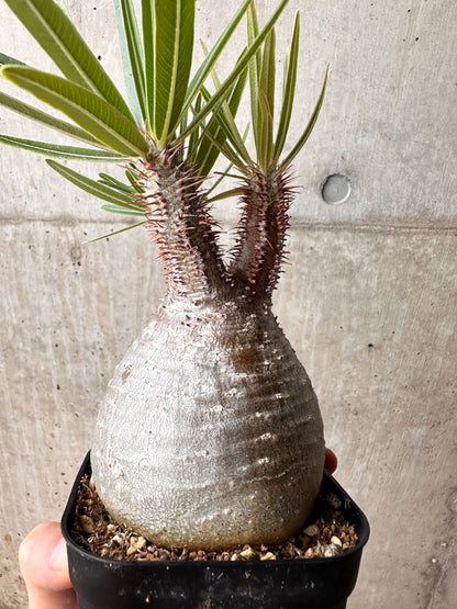 【現品限り】パキポディウム・グラキリス 現地株 発根済み 2年ほど管理【F72】 Pachypodium gracilius