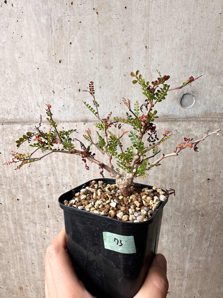 【現品限り】オペルクリカリア・パキプス 根挿し 大【F73】 Operculicarya pachypus