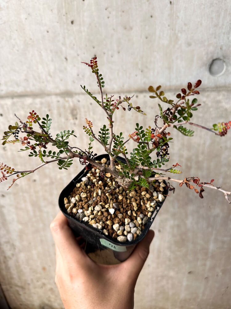 【現品限り】オペルクリカリア・パキプス 根挿し 大【F73】 Operculicarya pachypus