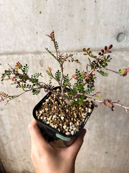 【現品限り】オペルクリカリア・パキプス 根挿し 大【F73】 Operculicarya pachypus