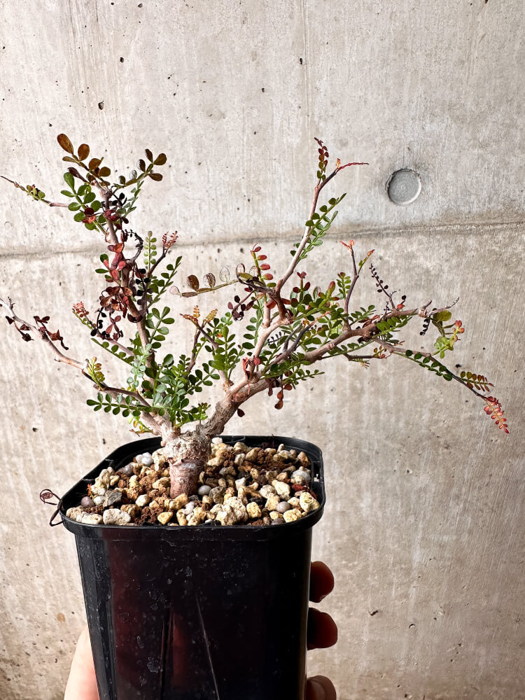 【現品限り】オペルクリカリア・パキプス 根挿し 大【F73】 Operculicarya pachypus