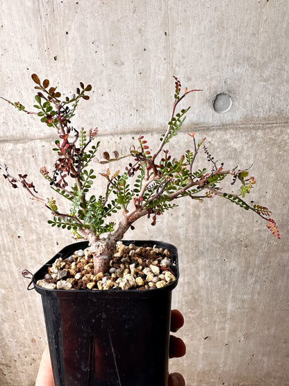 【現品限り】オペルクリカリア・パキプス 根挿し 大【F73】 Operculicarya pachypus