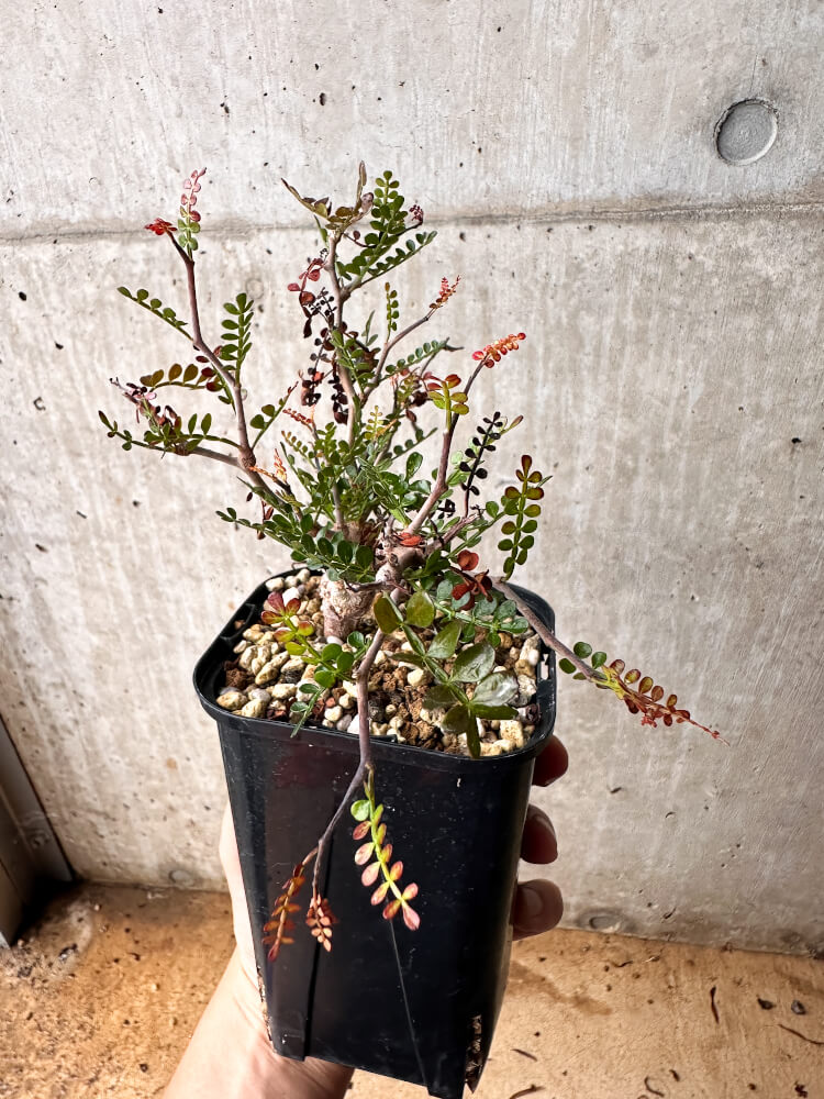 【現品限り】オペルクリカリア・パキプス 根挿し 大【F73】 Operculicarya pachypus