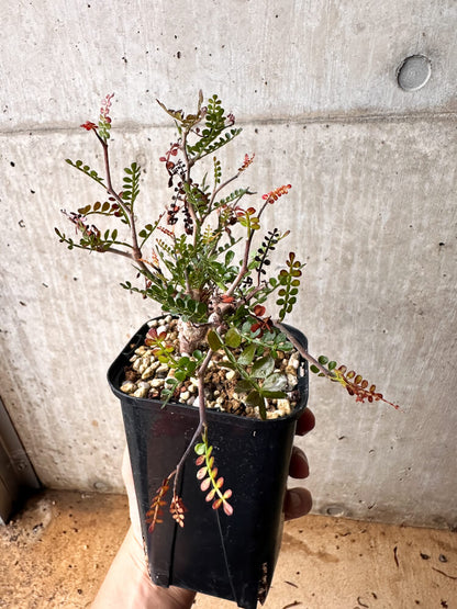 【現品限り】オペルクリカリア・パキプス 根挿し 大【F73】 Operculicarya pachypus