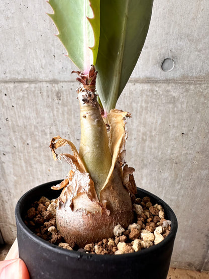 【現品限り】キフォステンマ・バイネシー【F75】 Cyphostemma bainesii