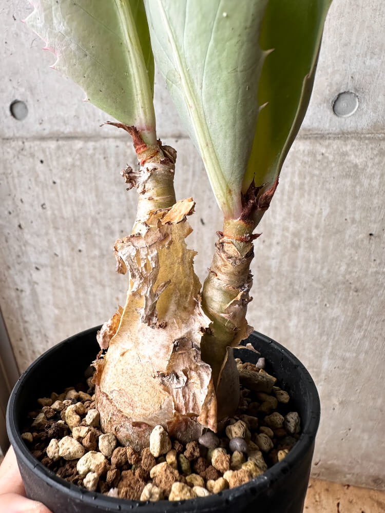 【現品限り】キフォステンマ・バイネシー【F75】 Cyphostemma bainesii