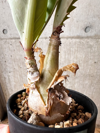【現品限り】キフォステンマ・バイネシー【F75】 Cyphostemma bainesii