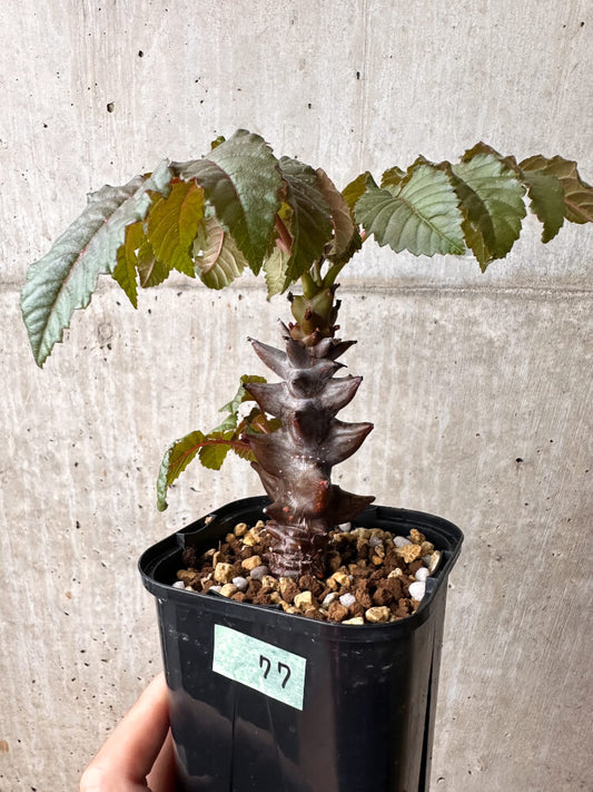 【現品限り】ベイセリア・メキシカーナ【F77】 Beiselia mexicana