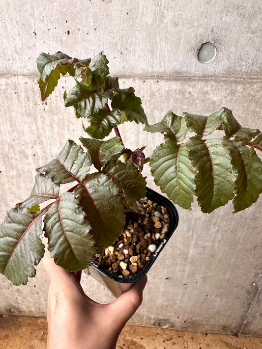 【現品限り】ベイセリア・メキシカーナ【F77】 Beiselia mexicana