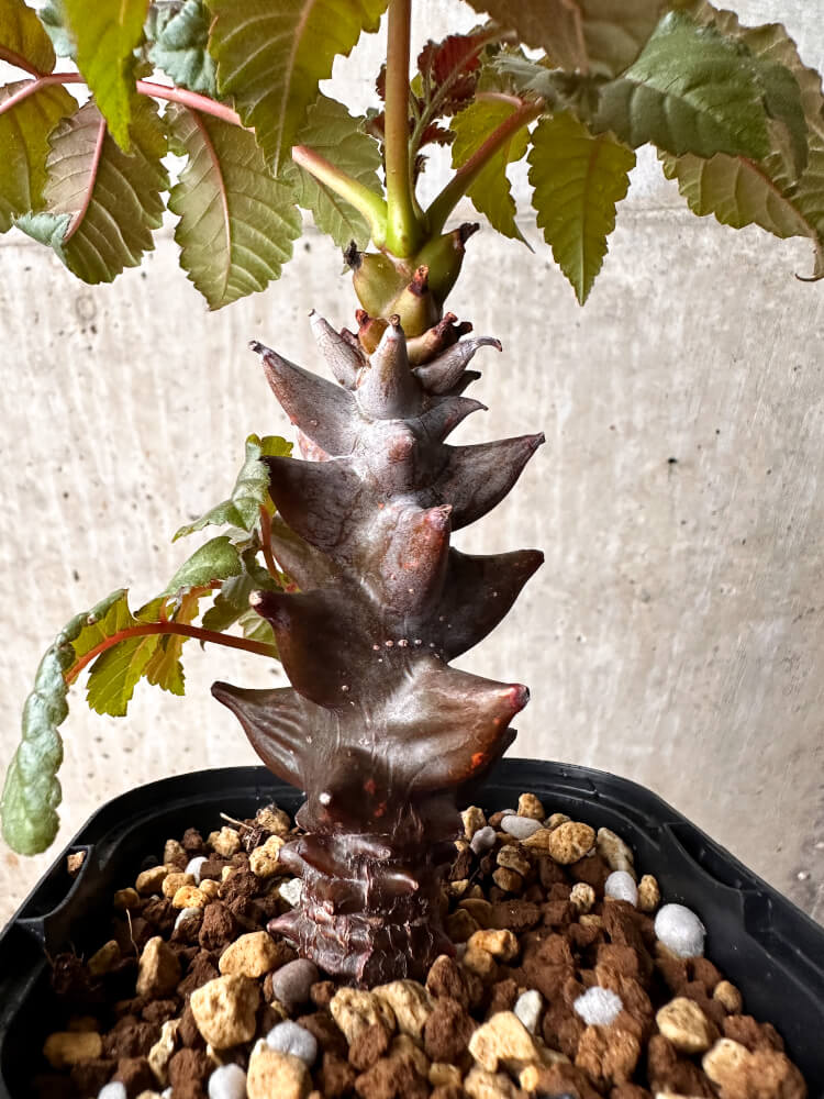 Beiselia mexicana / ベイセリア・メキシカーナ [栽培採種]