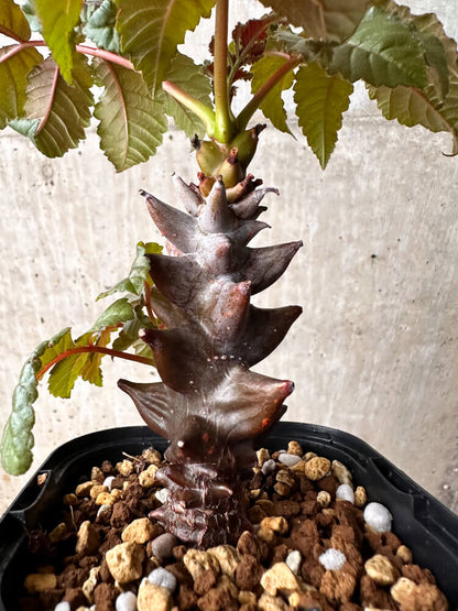 Beiselia mexicana / ベイセリア・メキシカーナ [栽培採種]