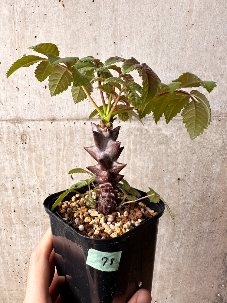 【現品限り】ベイセリア・メキシカーナ【F78】 Beiselia mexicana