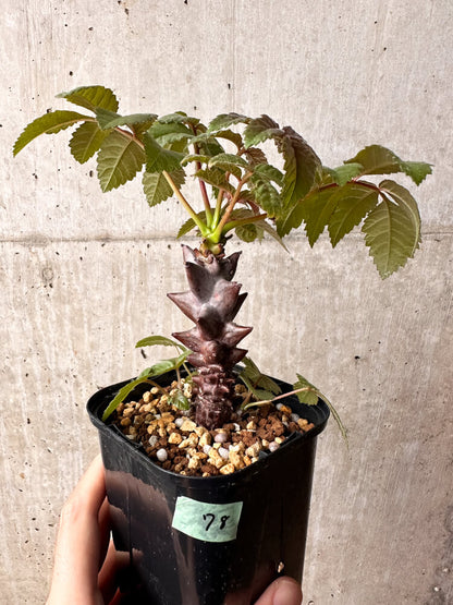 【現品限り】ベイセリア・メキシカーナ【F78】 Beiselia mexicana