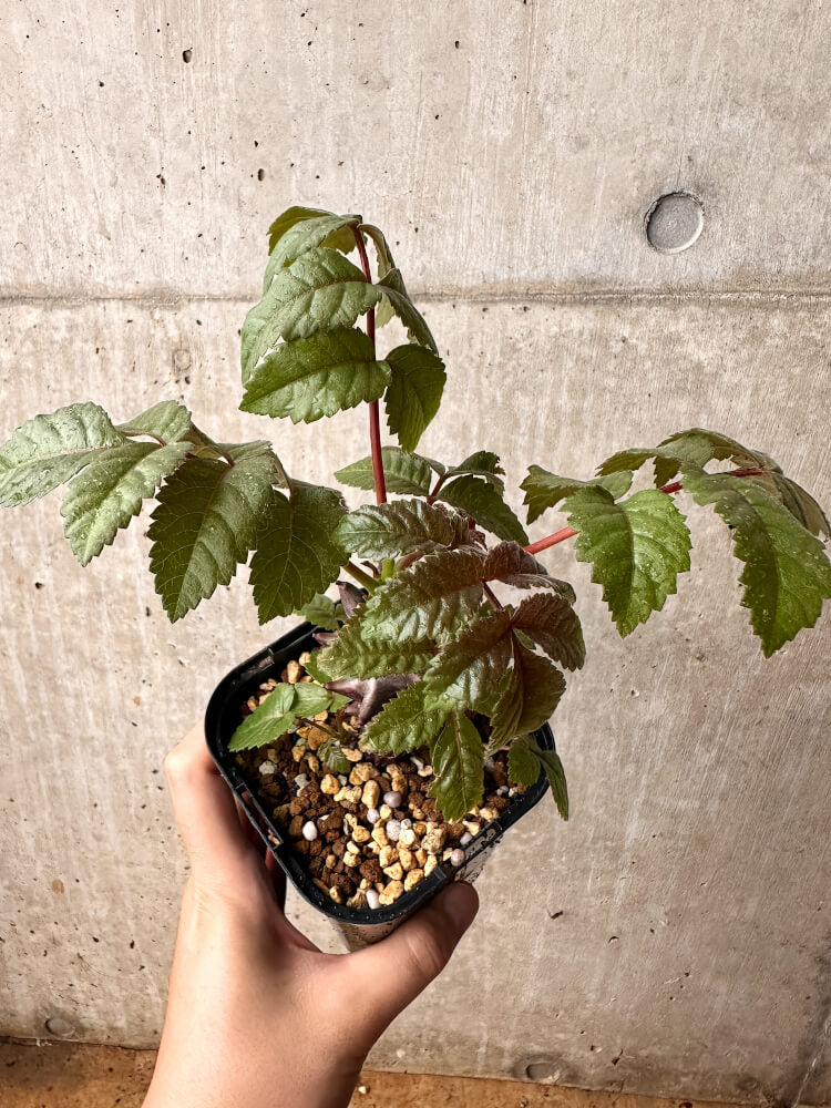 【現品限り】ベイセリア・メキシカーナ【F78】 Beiselia mexicana