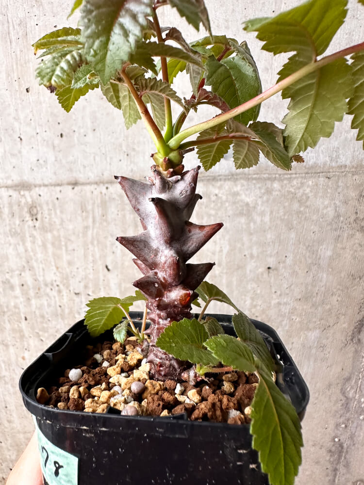 【現品限り】ベイセリア・メキシカーナ【F78】 Beiselia mexicana