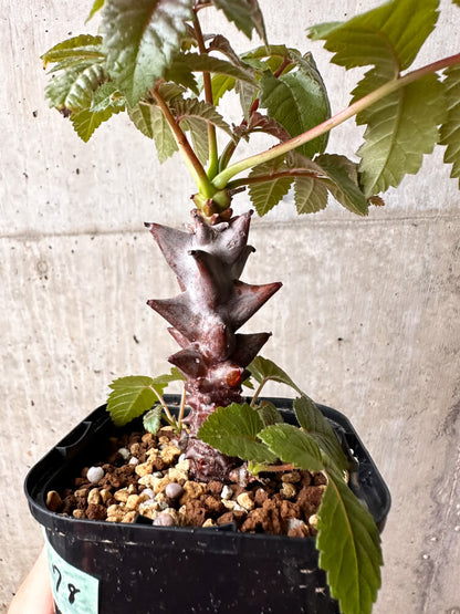 【現品限り】ベイセリア・メキシカーナ【F78】 Beiselia mexicana