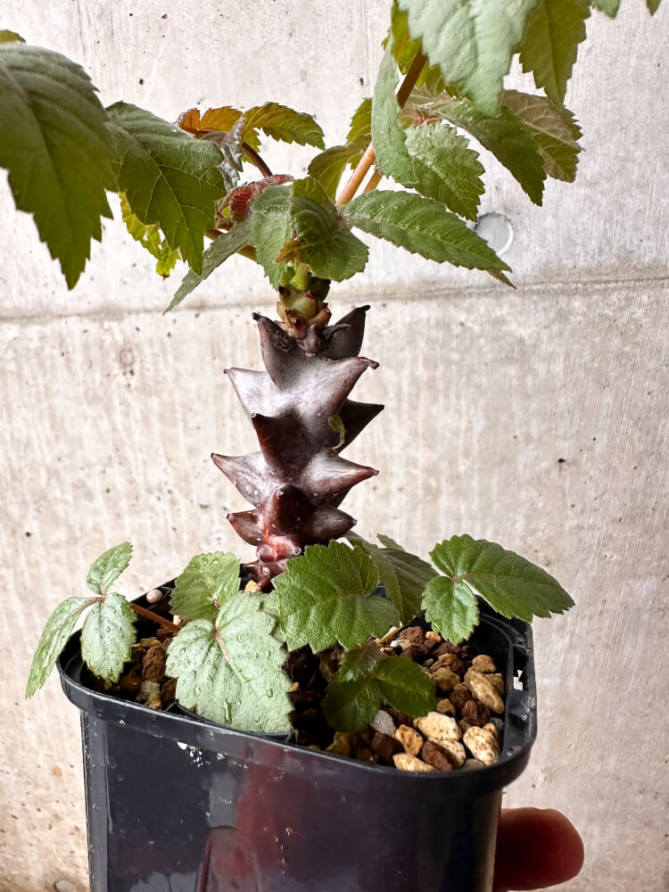 【現品限り】ベイセリア・メキシカーナ【F78】 Beiselia mexicana